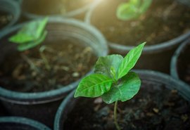 Agricultura familiar terá mais R$ 1 bilhão para investimento