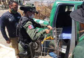 Durante “Operação Mandacaru/Libertas”, BPA apreende 35 aves silvestres