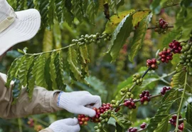 Cooperativa lança primeiro café industrializado com produção de baixo carbono