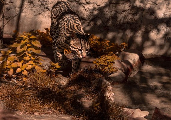 Brasileiro descobre nova espécie de felino selvagem em área da Bolívia