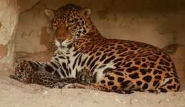 Nascimento de filhotes de onça em cativeiro coloca Alagoas no mapa da conservação da espécie