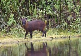 Pudu: Conheça a nova espécie de mamífero descoberta no Peru