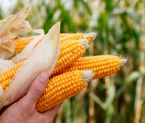 Preços do milho devem subir no mercado internacional