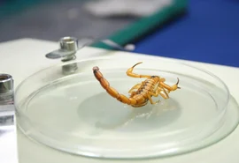 Alagoas ultrapassa 10 mil casos de picadas de escorpião entre janeiro e agosto