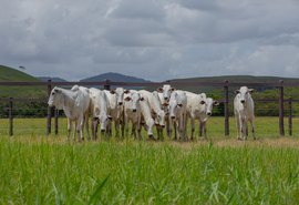 Fazenda Boacica recebe criadores para Dia de Campo da Agro CPMF