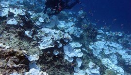 Estudo revela que 80% dos corais do mundo sofreram branqueamento