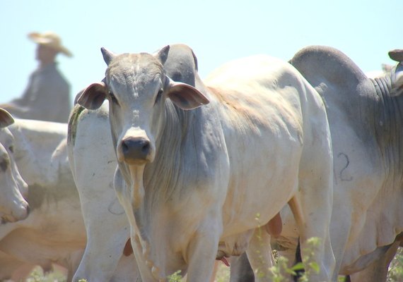 Cotação do boi gordo permanece estável em Alagoas