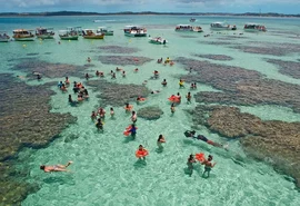 Rara lagosta azul é encontrada por pescador em Maragogi; veja imagens