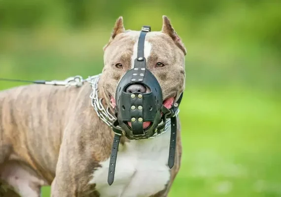 Obrigatoriedade de focinheira para cães de grande porte é aprovado na Câmara de maceió