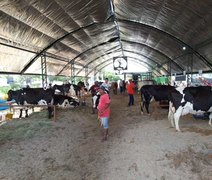 Expo em Batalha mostra força do leite no NE: com 159%, Alagoas tem maior crescimento do Brasil