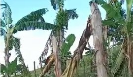 Agricultores perdem lavoura de banana em decorrência de ventania em Santana do Mundaú