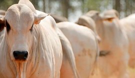 Secretaria de Saúde alerta agricultores para circulação de tuberculose em bovinos na zona rural