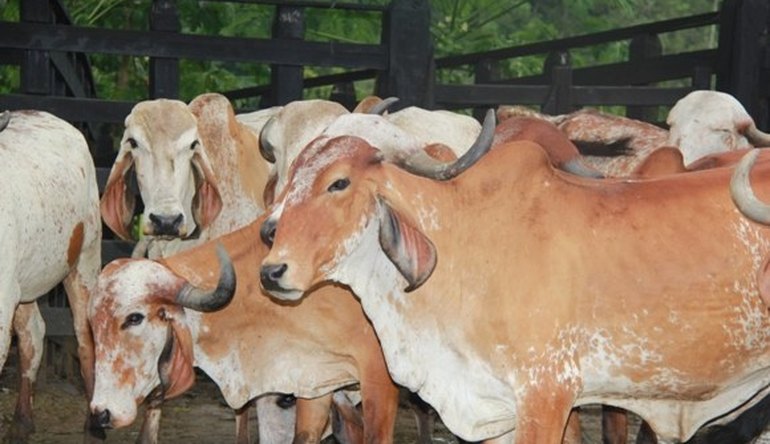 Contribuintes podem ter que devolver valor do auxílio emergencial