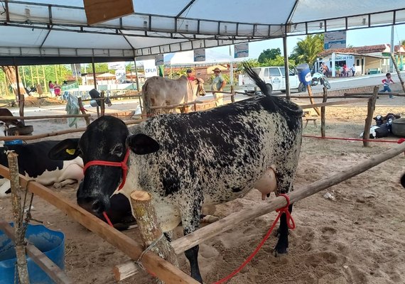 Circuito Leiteiro Alagoano tem início com competição em Belo Monte