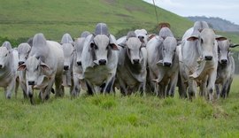 Leilão Nelore Positivo ofertará 500 animais durante a Expoagro Alagoas