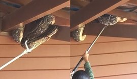 Jiboia é capturada após aparecer em telhado de casa na Santa Amélia