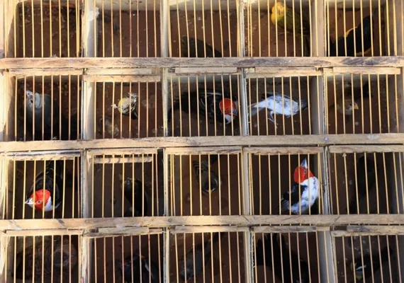 FPI do Rio São Francisco resgata 26 animais silvestres vítimas de maus-tratos em feira livre