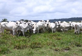 Nelore Positivo oferta 170 bovinos nessa terça-feira