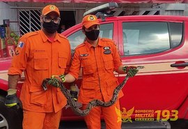 Jiboia é capturada dentro de residência em Porto de Pedras