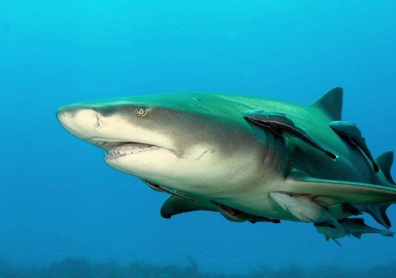 Dentes fósseis de tubarão são encontrados em deserto do Egito
