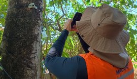 Saiba como identificar árvores com risco no período chuvoso