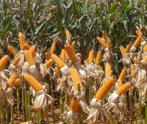Estourando que nem pipoca: produção de milho bate recorde em Alagoas