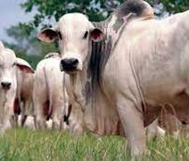 Arroba do boi gordo sobe e pressiona mercado interno e externo