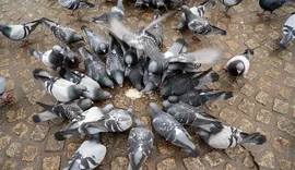 Pesquisa sugere que aves urbanas têm medo de mulheres