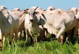 Genética bovina deve crescer ainda mais