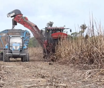 AL Rural viraliza nas redes com reportagem sobre colheita de cana