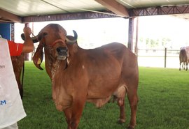 Qualidade Genética: raça Gir Leiteiro brilha na 12ª Expoalagoas