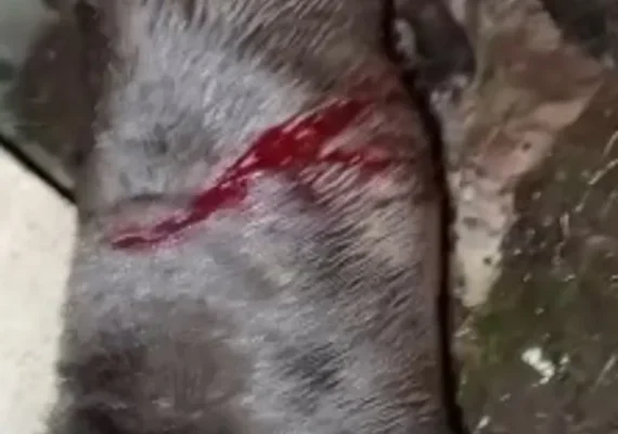 Tutor encontra pit bull ferida com golpes de facão em Arapiraca