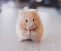 'Serial killer de hamsters' é preso após morte de 30 roedores em hotel