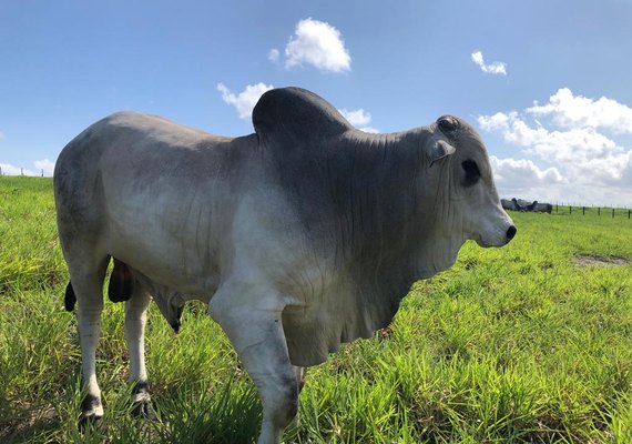 Lotes do Reprodutores Provados serão apresentados durante Dia de Campo