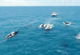 Encante-se com a magia marinha: começou a temporada de baleias no Brasil