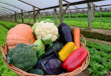 El Niño muda cenário da horticultura brasileira em 2026