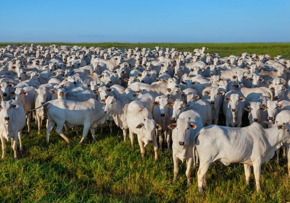 Criadores têm até 15 de agosto para declarar vacinação do rebanho contra aftosa