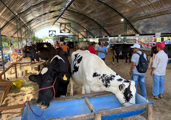Expo Bacia é considerada a maior exposição da pecuária leiteira de Alagoas