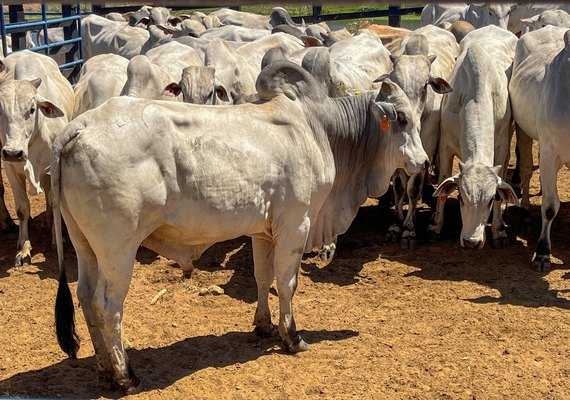 Nordeste tem a carne com maior valor agregado no país, diz especialista