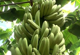 BNB lança programa para  incentivar bananicultura no Leste de AL
