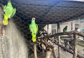 Sete papagaios-chauá chegam a Alagoas para reintrodução na natureza