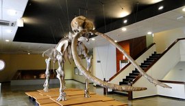 Dente fossilizado de mastodonte é encontrado na baía de São Francisco