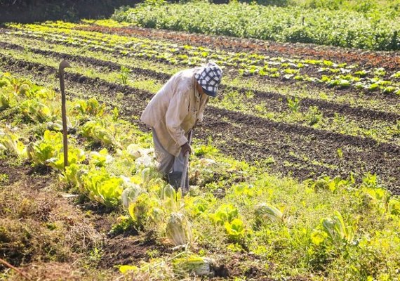 Programa de Aquisição de Alimentos é retomado e ampliado, após publicação de MP