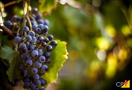 Ministério da agricultura valoriza investimentos na viticultura