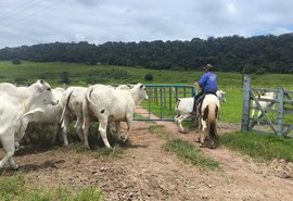 Genética Varrela traz Nelore PO com foco em eficiência de corte