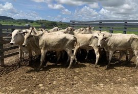 Alagoas garante conquista histórica com vacinação da aftosa