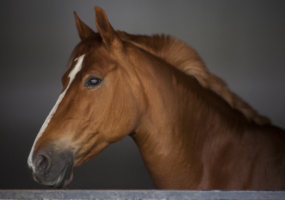 Influenza equina causa perda de performance e prejudica bem-estar animal