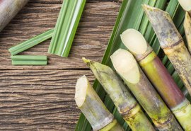 Safra 19/20 segue com números positivos em Alagoas