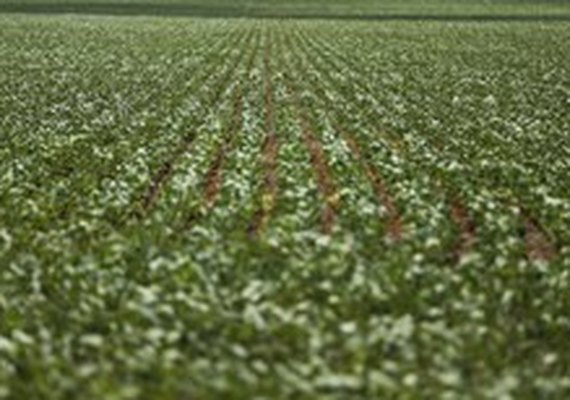 Produção Agropecuária  fecha 2018 em R$ 569,8 bilhões
