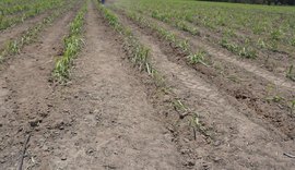 Crise econômica ameaça plantio de inverno da cana em Alagoas